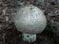 Tüskés galóca (Amanita echinocephala), Budai-hegység